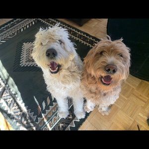 Meet your Posher, Calvin